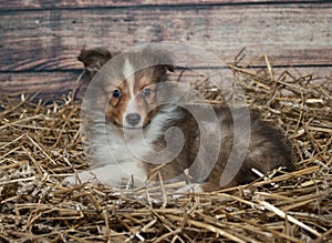 Little Sheltie puppy