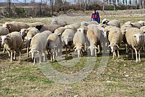 The little shepherd boy sheep grazing