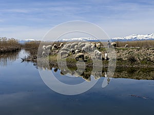 little shepherd herding sheep in stunning scenery by the lake