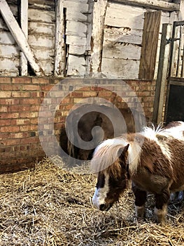 Little Shetland Poney with brown and white fur