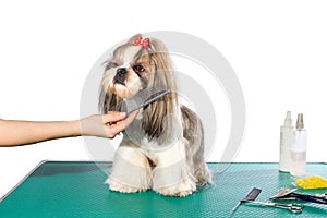 Little shih-tzu dog at the groomer's hands with comb