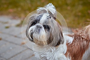 Little shih-tzu resting outdoors