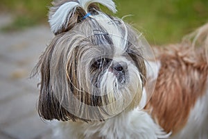 Little shih-tzu resting outdoors