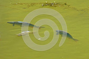 Little shoal of fish swimming in the murky water