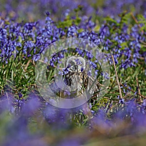 Little Short-Eared Owl in a field of blue bells