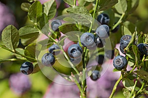 Little shrub with ripe blueberries - vaccinium myrtillus, soft blurry background in the garden photo