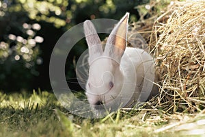 Little shy white bunny