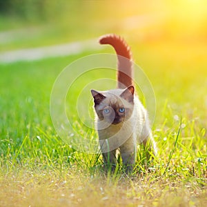 Little siamese kitten