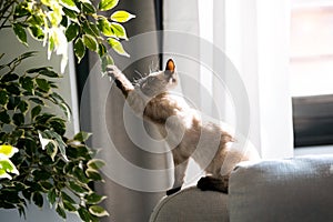 Little siamese kitten sitting on couch under green plant and playing with paw at home