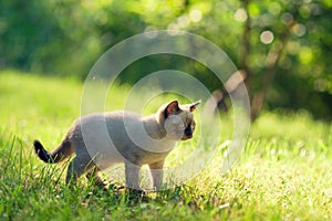 Little Siamese kitten walks on the grass