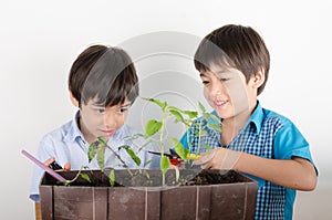 Little sibbling boy working with gardening