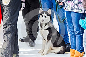 Little siberian husky dog standing in crowd of people and looking surprised. Sled dogs race training in cold snow weather. Strong