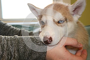 Little Siberian husky puppy biting the hand of its owner with copy space on right