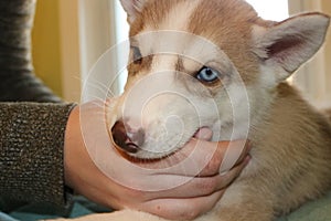 Little Siberian husky puppy biting the hand of its owner with copy space on right