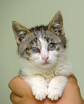 Little sick kitten in the shelter