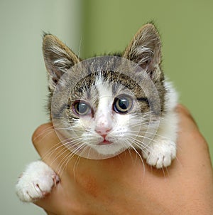 Little sick kitten in the shelter