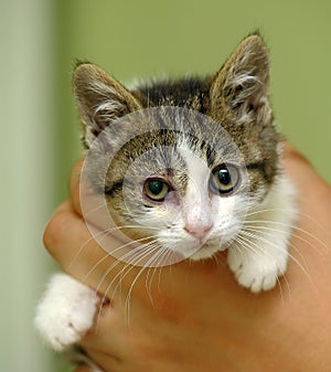 Little sick kitten in the shelter