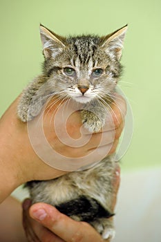 Little sick kitten in the shelter