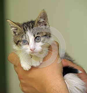 Little sick kitten in the shelter