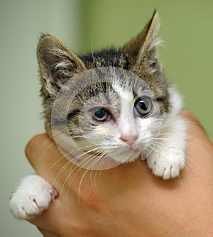 Little sick kitten in the shelter