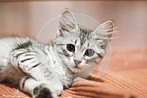 Little silver cat, siberian breed