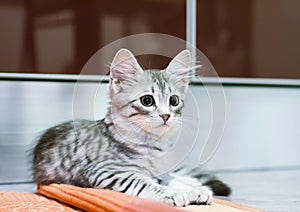 Little silver cat, siberian breed