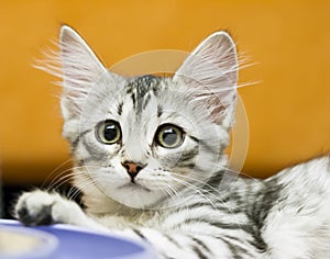 Little silver cat, siberian breed