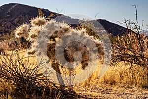 Little Silver Cholla cactus also known as Cylindropuntia echinocarpa plant at Joshua Tree National Park, California USA