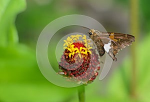 Little Silver-spotted Skipper Butterfly feeds on a flower head.