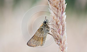 Little Skipper butterfly, Thymelicus sylvestris roosting on a grass stem. photo