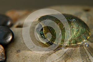 Little slider turtle photo
