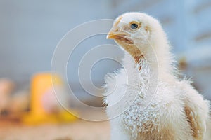 Little small broiler poultry white chick bird