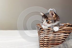 Little small kitten sit inside wooden wicker basket and looking upfront photo