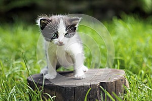 Little small kitten on a stump in the middle of a grass.