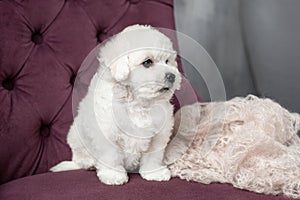 Little small white puppy Bichon Frize on a chair. looking up