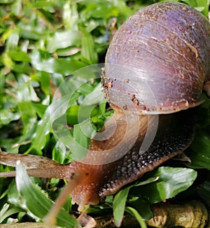 The Little snail