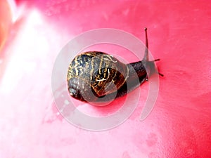 Little snail with antena on the red table