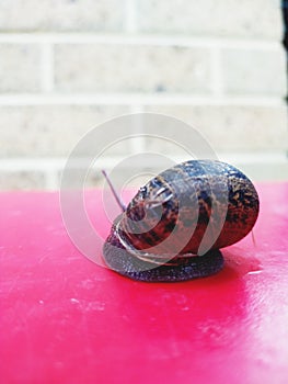 Little snail with antena on the red table