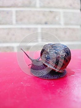 Little snail with antena on the red table