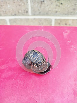 Little snail with antena on the red table