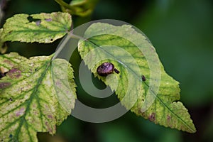 Little snail on big green leaf