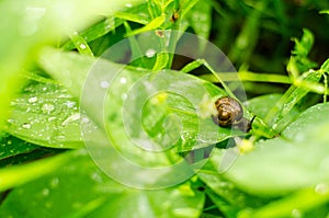 Snail with brown shell on a green leaf after summer rain