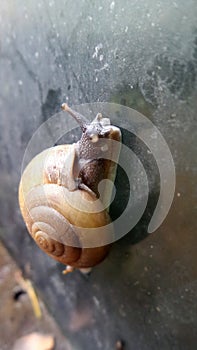 Little snail climbing glass wall on the rainy day