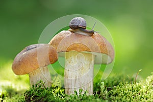 Little snail crawling on the edible mushroom in a forest. Boletus edulis mushrooms