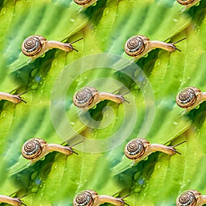 Little snail crawling on green leaf with drops of water on a Sunny day