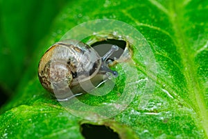 Little snail crawling on a green leaf