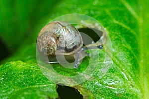 Little snail crawling on a green leaf