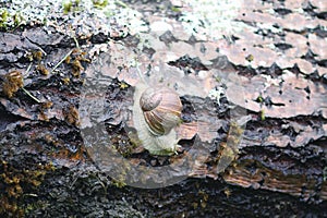 Little snail crawling on tree bark