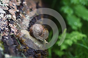 Little snail crawling on tree bark
