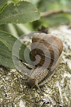 Little snail crawling on a tree on a green background